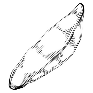 Keçiboynuzu çizimi çizimi. Keçiboynuzu ağacı doğası oymalı bir tasvir. Detaylı bitki ürünü. Tasarım logosu, menü, etiket, simge, pul için en iyisi.