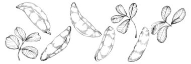 Keçiboynuzu çizimi çizimi. Keçiboynuzu ağacı doğası oymalı bir tasvir. Detaylı bitki ürünü. Tasarım logosu, menü, etiket, simge, pul için en iyisi.