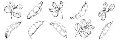 Keçiboynuzu çizimi çizimi. Keçiboynuzu ağacı doğası oymalı bir tasvir. Detaylı bitki ürünü. Tasarım logosu, menü, etiket, simge, pul için en iyisi.