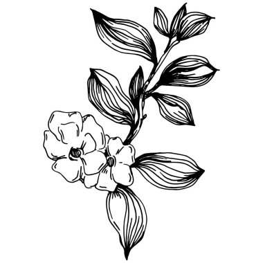 Vektör Sakura yaz mevsimi. İzole botanik çiçeği, yapraklar. Siyah ve beyaz oymalı mürekkep resimleri. Yaprak bitkisi, botanik bahçesi çiçek yaprakları. Yaban çiçeği yaprağı çizim elementi.