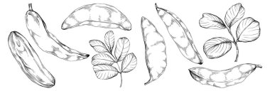 Keçiboynuzu çizimi çizimi. Keçiboynuzu ağacı doğası oymalı bir tasvir. Detaylı bitki ürünü. Tasarım logosu, menü, etiket, simge, pul için en iyisi.