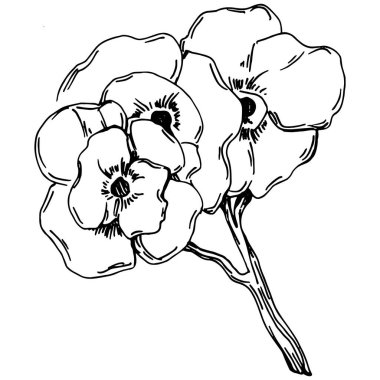 Vektör Sakura yaz mevsimi. İzole botanik çiçeği, yapraklar. Siyah ve beyaz oymalı mürekkep resimleri. Yaprak bitkisi, botanik bahçesi çiçek yaprakları. Yaban çiçeği yaprağı çizim elementi.