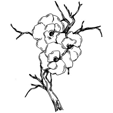 Vektör Sakura yaz mevsimi. İzole botanik çiçeği, yapraklar. Siyah ve beyaz oymalı mürekkep resimleri. Yaprak bitkisi, botanik bahçesi çiçek yaprakları. Yaban çiçeği yaprağı çizim elementi.