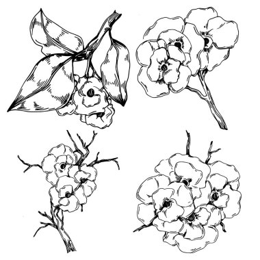 Vektör Sakura yaz mevsimi. İzole botanik çiçeği, yapraklar. Siyah ve beyaz oymalı mürekkep resimleri. Yaprak bitkisi, botanik bahçesi çiçek yaprakları. Yaban çiçeği yaprağı çizim elementi.