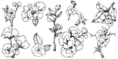 Vektör Sakura yaz mevsimi. İzole botanik çiçeği, yapraklar. Siyah ve beyaz oymalı mürekkep resimleri. Yaprak bitkisi, botanik bahçesi çiçek yaprakları. Yaban çiçeği yaprağı çizim elementi.