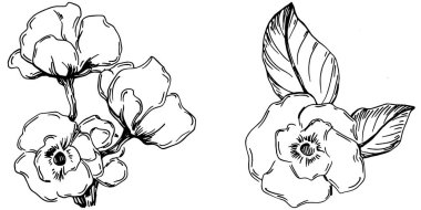 Vektör Sakura yaz mevsimi. İzole botanik çiçeği, yapraklar. Siyah ve beyaz oymalı mürekkep resimleri. Yaprak bitkisi, botanik bahçesi çiçek yaprakları. Yaban çiçeği yaprağı çizim elementi.