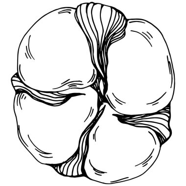 Vector pamuk yazı. İzole botanik çiçeği, yapraklar. Siyah ve beyaz oymalı mürekkep resimleri. Yaprak bitkisi, botanik bahçesi çiçek yaprakları. Yaban çiçeği yaprağı çizim elementi.