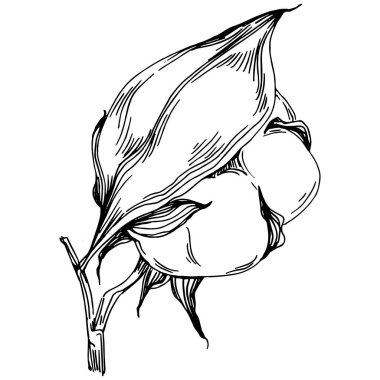 Vector pamuk yazı. İzole botanik çiçeği, yapraklar. Siyah ve beyaz oymalı mürekkep resimleri. Yaprak bitkisi, botanik bahçesi çiçek yaprakları. Yaban çiçeği yaprağı çizim elementi.