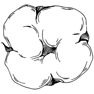 Vector pamuk yazı. İzole botanik çiçeği, yapraklar. Siyah ve beyaz oymalı mürekkep resimleri. Yaprak bitkisi, botanik bahçesi çiçek yaprakları. Yaban çiçeği yaprağı çizim elementi.