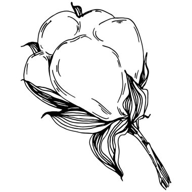 Vector pamuk yazı. İzole botanik çiçeği, yapraklar. Siyah ve beyaz oymalı mürekkep resimleri. Yaprak bitkisi, botanik bahçesi çiçek yaprakları. Yaban çiçeği yaprağı çizim elementi.