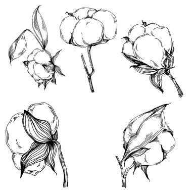 Vector pamuk yazı. İzole botanik çiçeği, yapraklar. Siyah ve beyaz oymalı mürekkep resimleri. Yaprak bitkisi, botanik bahçesi çiçek yaprakları. Yaban çiçeği yaprağı çizim elementi.