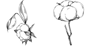 Vector pamuk yazı. İzole botanik çiçeği, yapraklar. Siyah ve beyaz oymalı mürekkep resimleri. Yaprak bitkisi, botanik bahçesi çiçek yaprakları. Yaban çiçeği yaprağı çizim elementi.