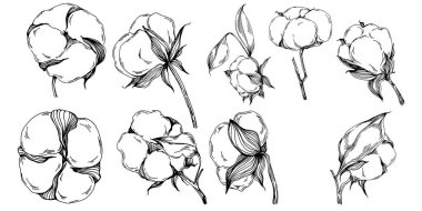 Vector pamuk yazı. İzole botanik çiçeği, yapraklar. Siyah ve beyaz oymalı mürekkep resimleri. Yaprak bitkisi, botanik bahçesi çiçek yaprakları. Yaban çiçeği yaprağı çizim elementi.