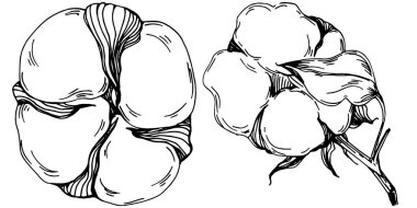 Vector pamuk yazı. İzole botanik çiçeği, yapraklar. Siyah ve beyaz oymalı mürekkep resimleri. Yaprak bitkisi, botanik bahçesi çiçek yaprakları. Yaban çiçeği yaprağı çizim elementi.