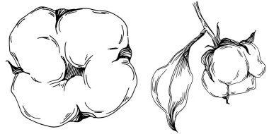 Vector pamuk yazı. İzole botanik çiçeği, yapraklar. Siyah ve beyaz oymalı mürekkep resimleri. Yaprak bitkisi, botanik bahçesi çiçek yaprakları. Yaban çiçeği yaprağı çizim elementi.