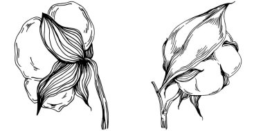 Vector pamuk yazı. İzole botanik çiçeği, yapraklar. Siyah ve beyaz oymalı mürekkep resimleri. Yaprak bitkisi, botanik bahçesi çiçek yaprakları. Yaban çiçeği yaprağı çizim elementi.