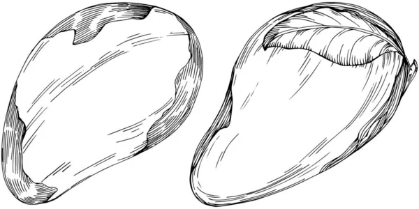 Brazilian Nut Brazil Nut Hand Drawn Vector Illustration Isolated Background — Stock Vector