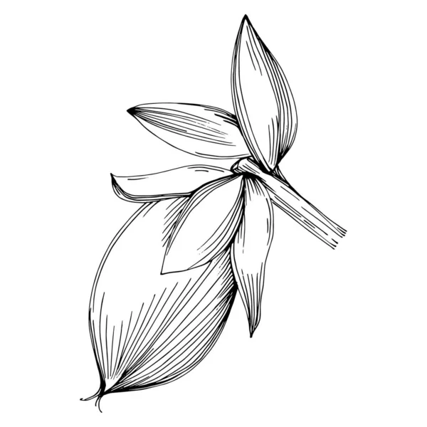 Jojoba Árbol Frijol Estilo Gráfico Dibujar Mano Sobre Fondo Blanco — Vector de stock