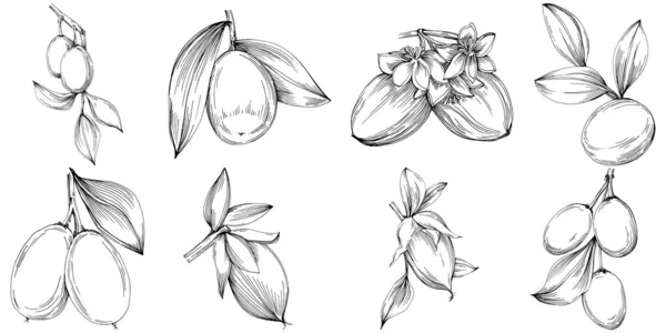 Jojoba Tree Beans Graphic Style Hand Draw White Background Isolated — Image vectorielle