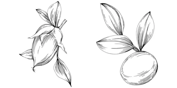 Jojoba Tree Beans Graphic Style Hand Draw White Background Isolated — 스톡 벡터