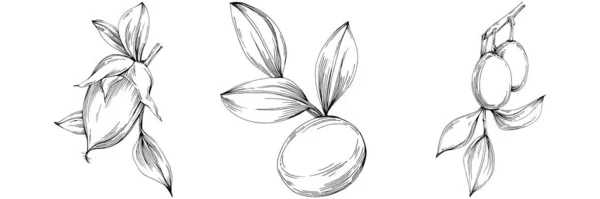 Jojoba Tree Beans Graphic Style Hand Draw White Background Isolated — Image vectorielle