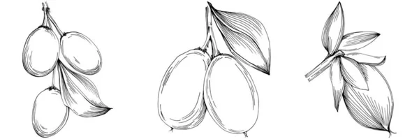 Jojoba Tree Beans Graphic Style Hand Draw White Background Isolated — 图库矢量图片