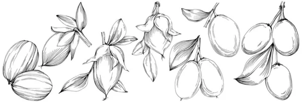 Jojoba Tree Beans Graphic Style Hand Draw White Background Isolated — Vetor de Stock