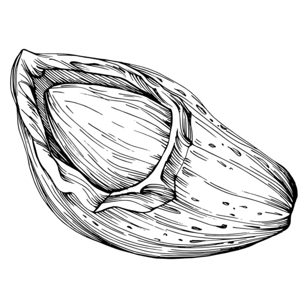 Illustration Vectorielle Dessinée Main Graines Laurier Isolée Sur Fond Blanc — Image vectorielle