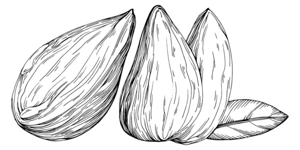 Семена Лаврового Листа Нарисованные Вручную Векторной Иллюстрацией Изолированы Белом Фоне — стоковый вектор