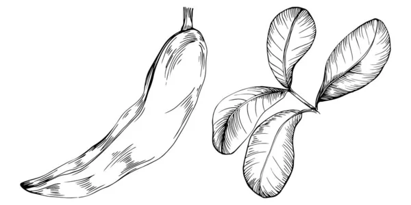 Carob Sketch Drawing Illustration Carob Tree Nature Engraved Style Illustration — Stockvector