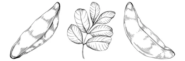 Carob Sketch Drawing Illustration Carob Tree Nature Engraved Style Illustration — Stok Vektör