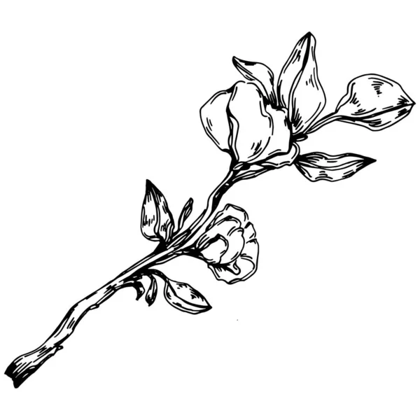 Vector Sakura Verano Flor Botánica Aislada Hojas Dibujo Grabado Blanco — Archivo Imágenes Vectoriales