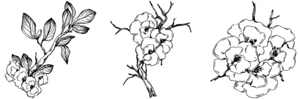 Vector Sakura Sommer Vereinzelte Botanische Blume Blätter Schwarz Weiß Gestochene — Stockvektor