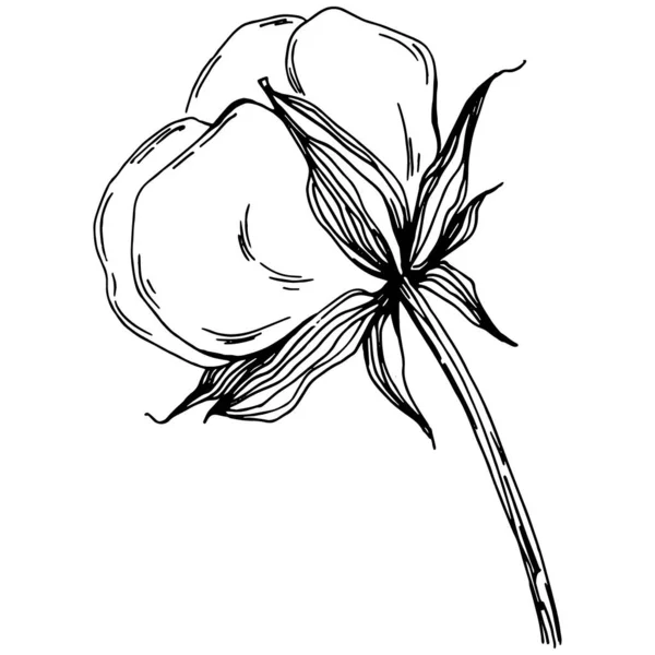 Vector Cotton Summer Isolated Botanical Flower Leaves Black White Engraved — Stock Vector
