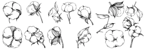 Vektor Gyapot Nyár Izolált Botanikus Virág Levelek Fekete Fehér Vésett — Stock Vector