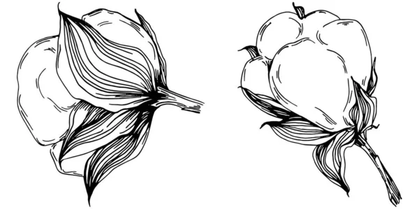 Векторное Лето Хлопка Изолированный Ботанический Цветок Листья Черно Белый Рисунок — стоковый вектор