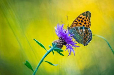 Bir kelebek (gümüşle yıkanmış fritiller, argynnis paphia) güzel bir yaz akşamında bir çiçeğin nektarıyla beslenir..