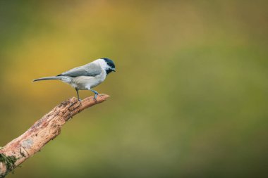 Songbird (the marsh tit, poecile palustris) perched and looking around. Autumn colors, simple blurred background.