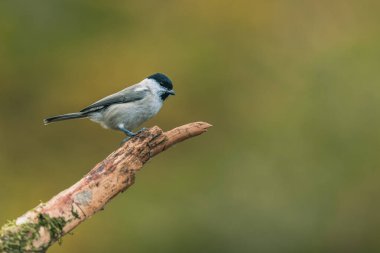 Songbird (the marsh tit, poecile palustris) perched and looking around. Autumn colors, simple blurred background.