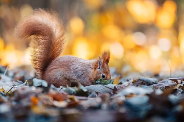 Rotes Eichhörnchen Sciurus Vulgaris Herbstwald Auf Nahrungssuche Boden Unscharfer Hintergrund — Stockfoto