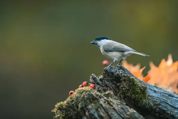 Songbird Marsh Tit Poecile Palustris Feeding Seeds Looking Autumn Colors — Stock fotografie