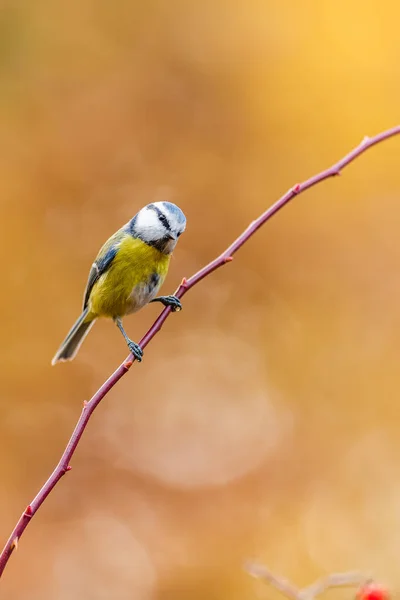 Eurasian Blue Tit Cyanistes Caeruleus Twig Looking Food Little Songbird — ストック写真