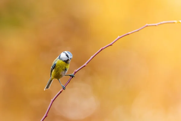 Eurasian Blue Tit Cyanistes Caeruleus Twig Looking Food Little Songbird — Stockfoto