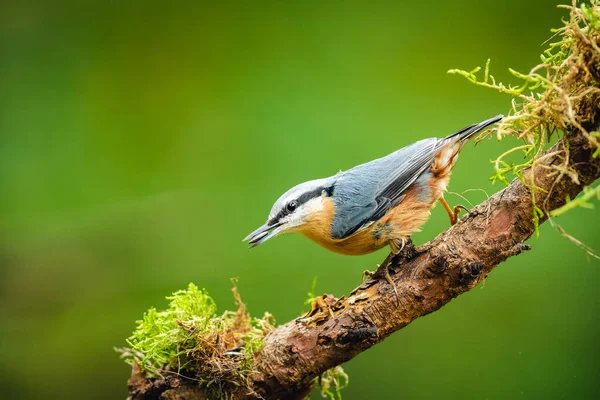 Nuthatch Eurasian Sitta Europaea Ramo Bico Uma Semente Girassol Fundo — Fotografia de Stock