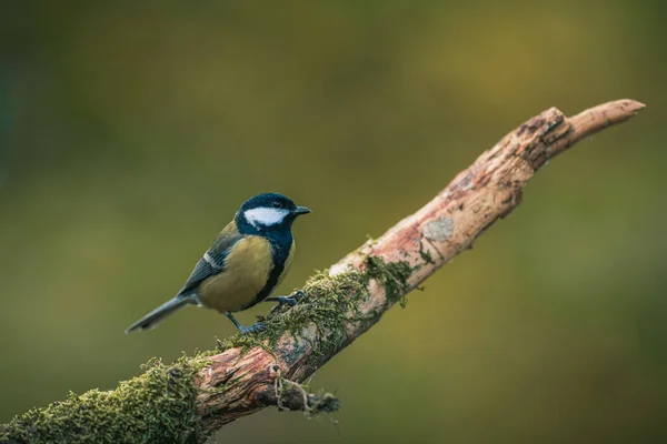 Songbird Great Tit Parus Major Perched Looking Autumn Colors Simple — Stock fotografie