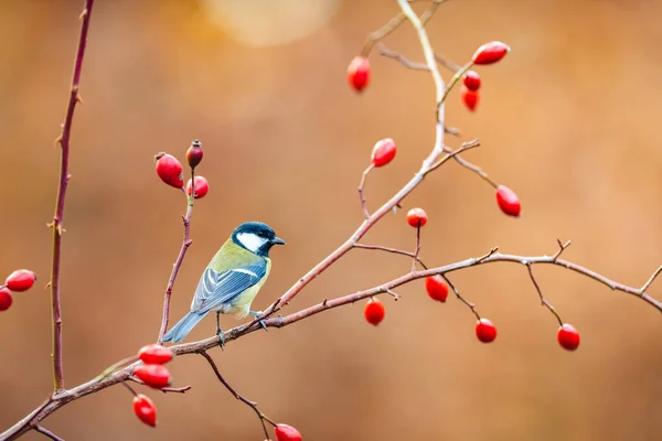 The Great tit (Parus major) on a dog rose branch looking for food. Rose hips in the background. Little songbird in the autumn atmosphere on a monochrome background.