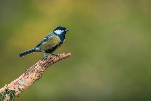 Songbird Great Tit Parus Major Perched Looking Autumn Colors Simple — ストック写真