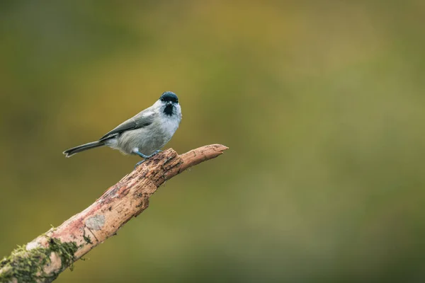 Songbird Marsh Tit Poecile Palustris Perched Looking Autumn Colors Simple — Stockfoto