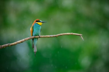Güzel Avrupa arı yiyici (Merops apiaster) hafif yağmurda bir dala tünemiş. Tüylü yağmur damlaları. Renkli çemberlerle bulanık arkaplan.