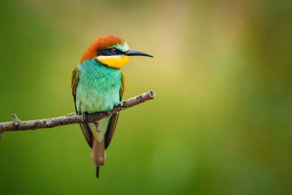 Colorful bird European bee-eater (Merops apiaster) perching on a branch and resting. Beautiful colorful background, light rain. A bird in its natural habitat.